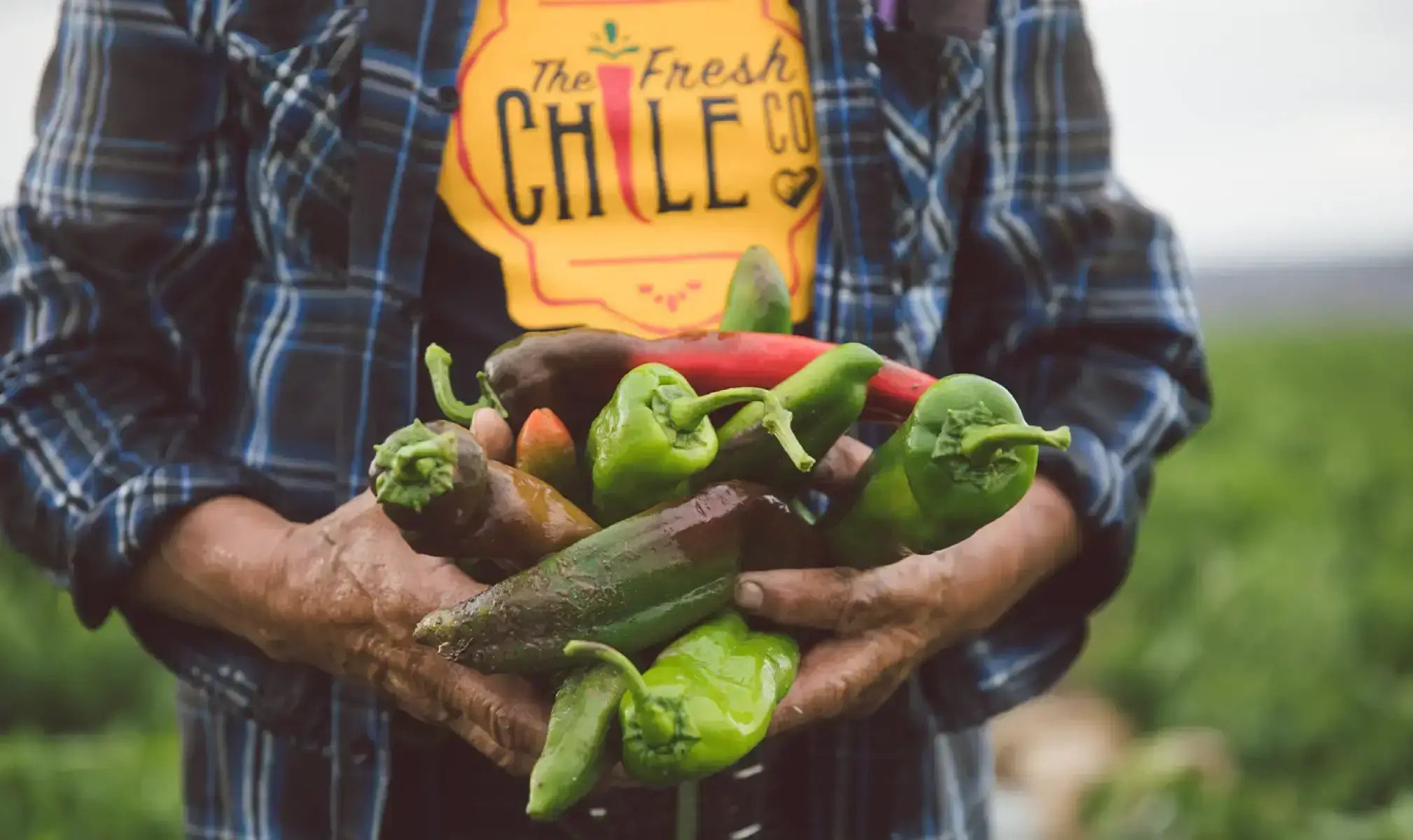 Fresh-chile-case_2529